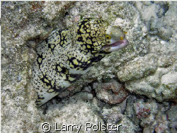 Chain moray eel by Larry Polster 